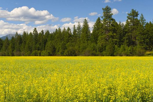 Canola field and pine trees near Kalispell, Flathead County, Montana, USA