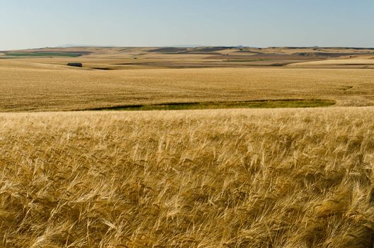 Rolling wheat fields in summer, Gallatin County, Montana, USA
