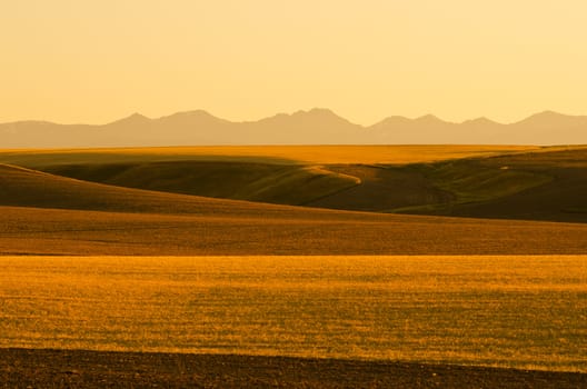 Wheat fields and the Tobbaco Root Mountains, Gallatin County, Montana, USA