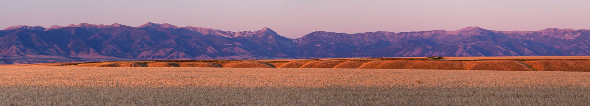 Panorama of ripe wheat and the Bridger Mountain Range at sunset, Gallatin County, Montana, USA