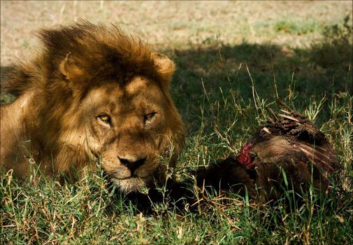 Lion with victim. The lion with victim in a morning sunlight lies on a green grass.