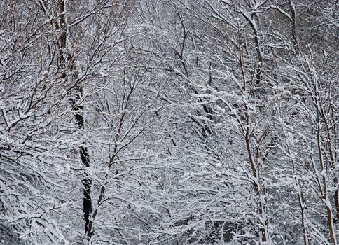 Snow covered trees, Lincoln, Lancaster County, Nebraska, USA