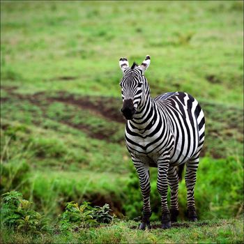 Zebra. The zebra poses against brightly green grass.