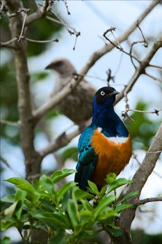 Colourful bird Superb Starling sits on a branch on a bright blue-green background.