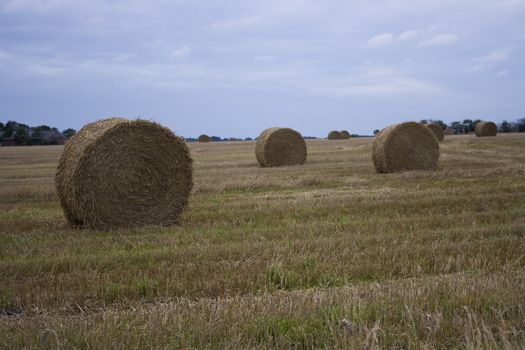 Rolls of straw on a harvested field