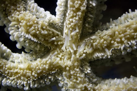 Close up of a large white starfish