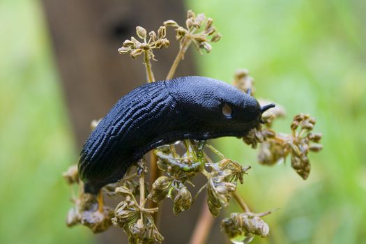 Black slug without a house on a plant