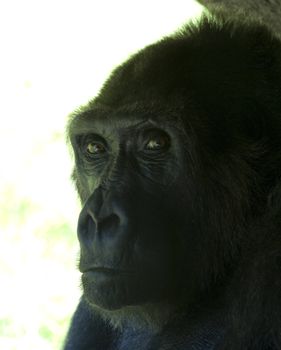 Close up of face of a gorilla