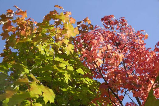 Colorful shot of leafs on tree under blue sky in autumn
