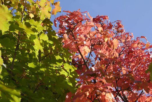 Colorful shot of leafs on tree under blue sky in autumn