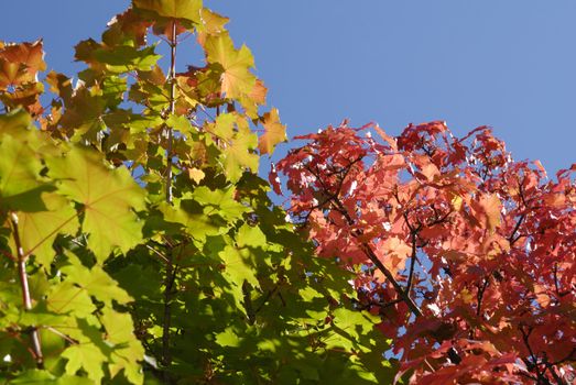 Colorful shot of leafs on tree under blue sky in autumn