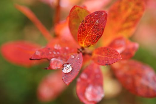 A raindrop on a leaf of Bog Bilberry in autumn colours.