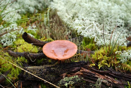 Rufous Milkcap (Lactarius rufus) photographed after rain in forest. Tasty for salads, but must be cooked for 10 minutes before consumption.