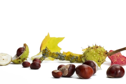 buckeyes in front of branch and leaves on white background