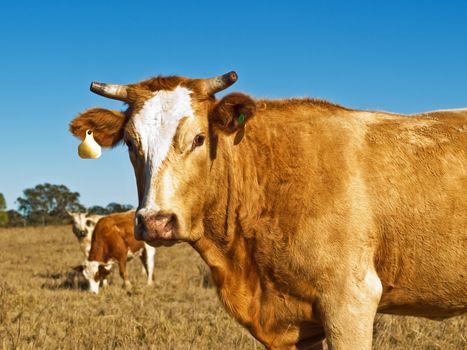 brown and white beef cattle Australian bred against blue sky