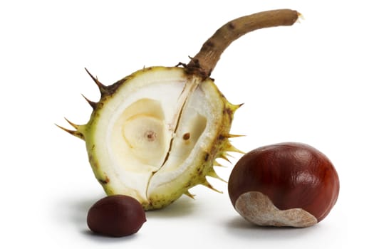 two buckeyes in front of an opened buckeye pod on white background