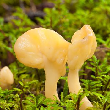 Yellow Fairy Fan mushrooms (Spathularia flavida) growing in green sphagnum "peat" moss.