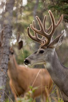 Two mule deer bucks (Odocoileus hemionus) with velvet antlers staring from the woods.