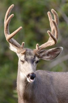 Portrait of mule deer buck (Odocoileus hemionus) with velvet antler showing a funny face.