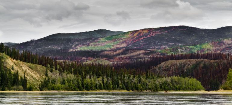 Recently burnt boreal forest in the Yukon River valley, Yukon Territory, Canada.