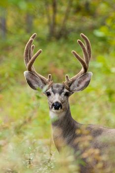 Portrait of mule deer buck (Odocoileus hemionus) with velvet antler staring from the woods.