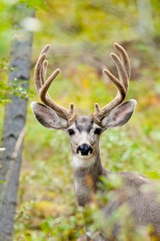 Portrait of mule deer buck (Odocoileus hemionus) with velvet antler staring from the woods.