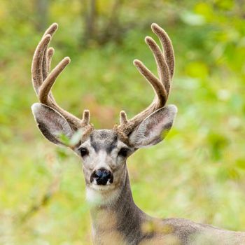 Portrait of mule deer buck (Odocoileus hemionus) with velvet antler staring from the woods.