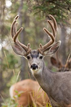 Two mule deer bucks (Odocoileus hemionus) with velvet antlers staring from the woods.