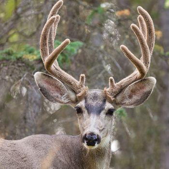 Portrait of mule deer buck (Odocoileus hemionus) with velvet antler staring from the woods.