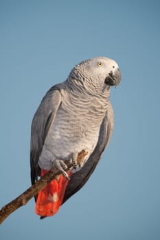 Colorful parrot looking at the camera against the blue sky.