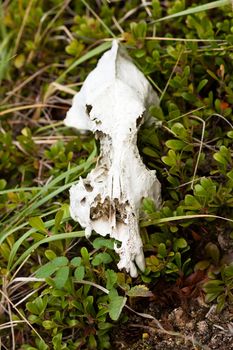 Pale weathered skull of some long dead animal among green plants on forest floor.