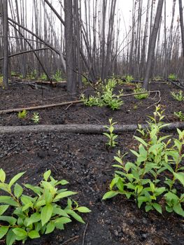 2 month after the forest fire: new green is already sprouting among charred logs.