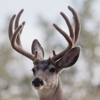 Portrait of mule deer buck (Odocoileus hemionus) with velvet antler staring from the woods.