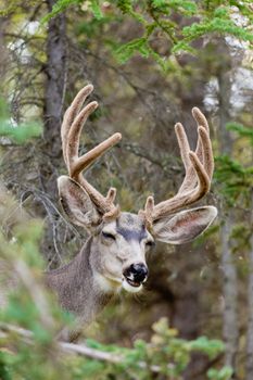 Portrait of mule deer buck (Odocoileus hemionus) with velvet antler showing a funny face.