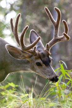 Majestic mule deer buck (Odocoileus hemionus) with velvet antler grazing in the woods.