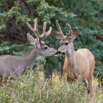 Two mule deer bucks (Odocoileus hemionus) with velvet antlers in the wild. Friendly interaction before rut.