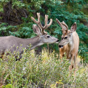 Two mule deer bucks (Odocoileus hemionus) with velvet antlers in the wild. Friendly interaction before rut.