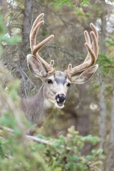 Portrait of mule deer buck (Odocoileus hemionus) with velvet antler showing a funny face.