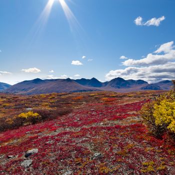 Fall-colored alpine tundra landscape in the Yukon Territory, Canada.