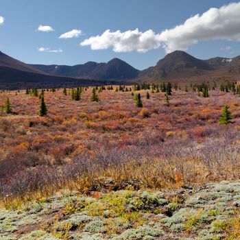 Fall-colored alpine tundra landscape in the Yukon Territory, Canada.