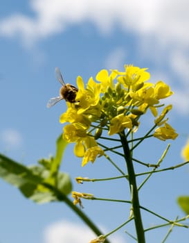 sunny spring day biodiversity with bee pollinating yellow brocolli flower against blue sky