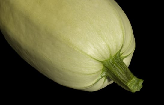 homegrown organic spaghetti squash Cucurbita pepo vegetable over black background