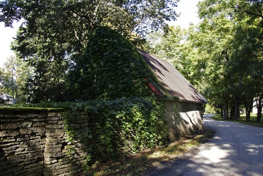 View of the fence and the wall with the leaves