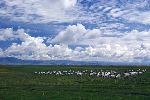 taken in China's Gansu Marque