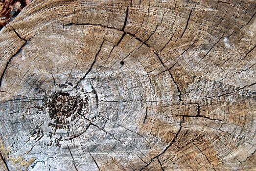 Old pine tree cut texture.