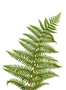 Fern leaf isolated on white background.