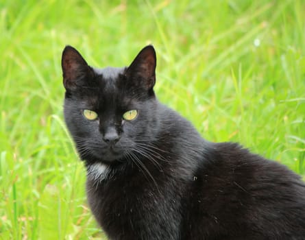 Portrait of a black cat with yellow eyes standing outside in green grass