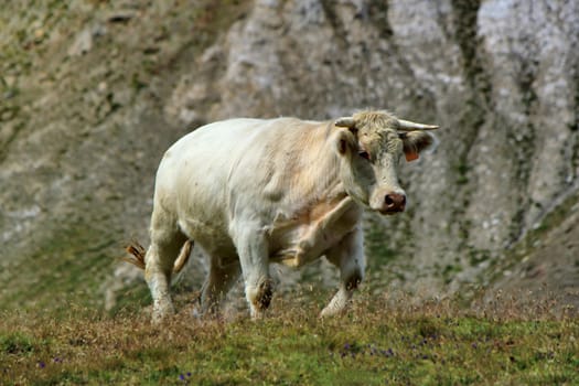 White cow walking in the grass next to a big grey rock in the mountain, France