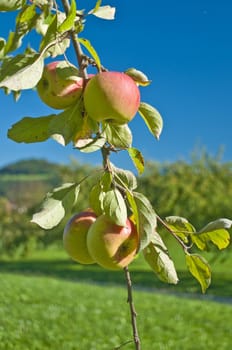 apple tree