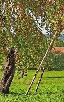 apple tree